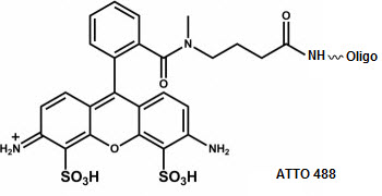 Bio-Synthesis Inc. Oligo Structure